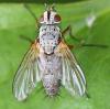 Solieria pacifica